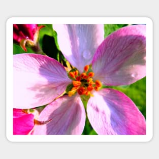Crabapple Blossoms Photo Print Sticker